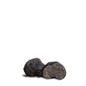 <p>Uncinato Fresco (Tuber Uncinatum Chatin)</p>